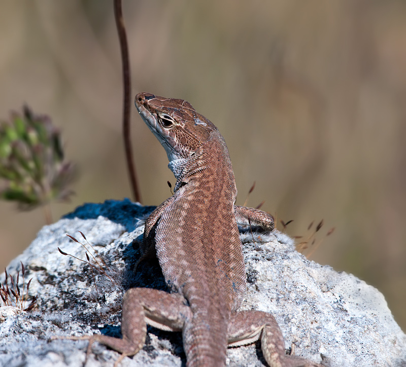 Podarcis sicula ?